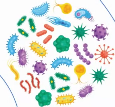 Alkaline Phosphatase Colorimetric assay