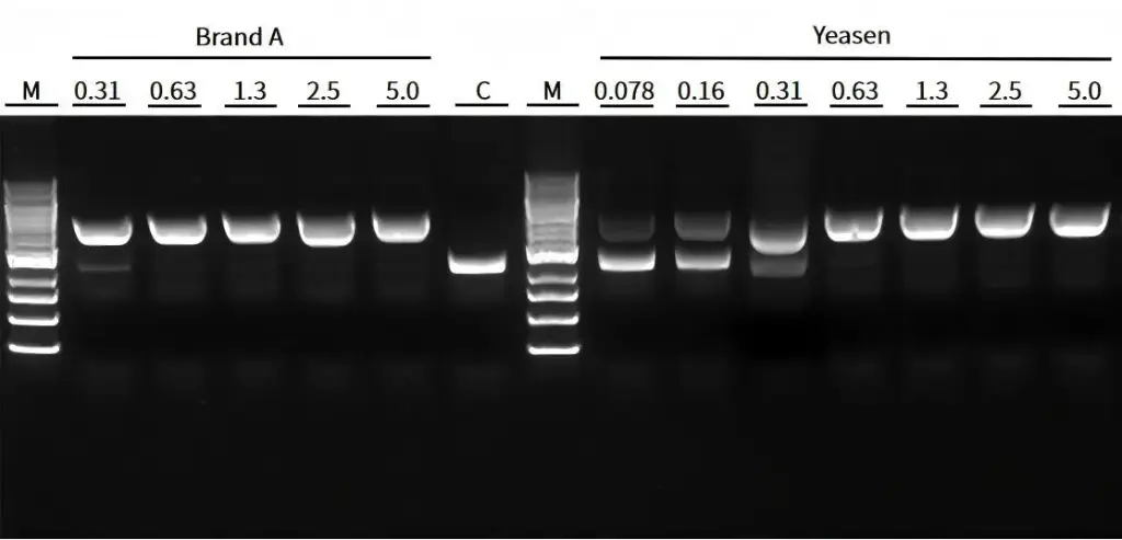 TelN Protelomerase (5 U/μL) - 250 U